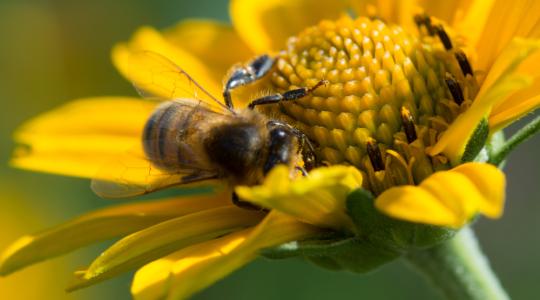 Nagy István: ki kell deríteni, miért pusztulnak tömegesen a méhek