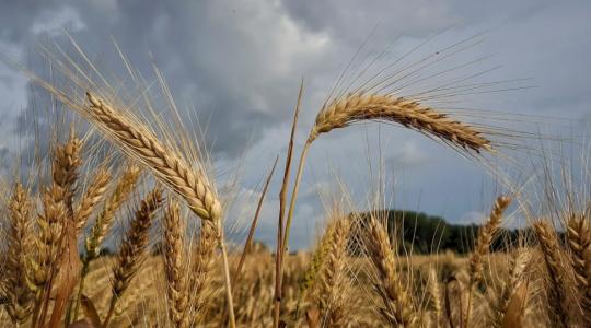 Halad az aratás, de hogyan alakul a terménypiac? 