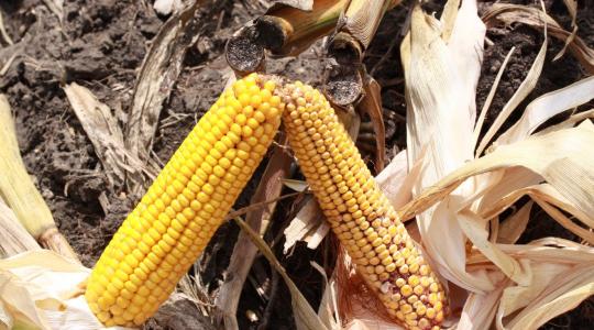 Miért fontos a kukorica molykártevői elleni védekezés?