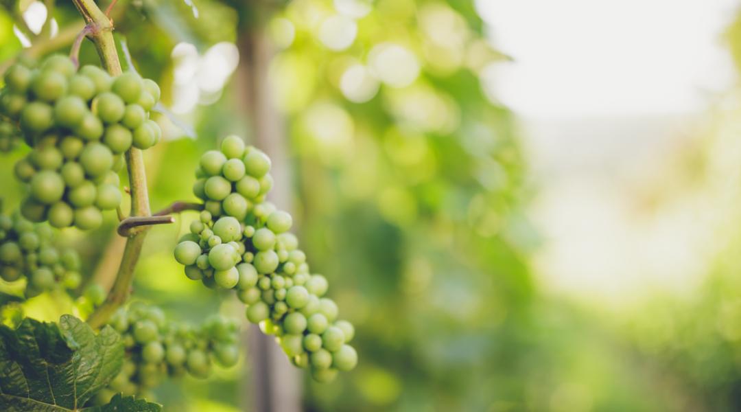 Növényvédelmi előrejelzés: az érésben levő szőlőt egyre több kártevő találja meg