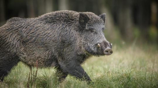 Megoldatlan probléma a vadkár a Balatonnál