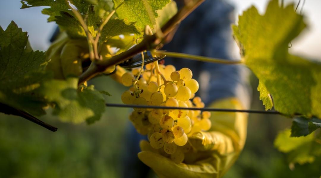 Fókuszban a zöldítés és a szőlőtermés