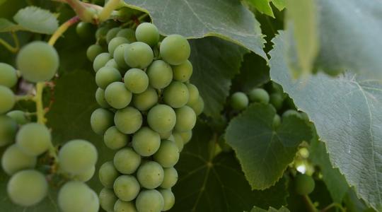 Előrejelzés készült a borszőlő felvásárlási átlagárakról