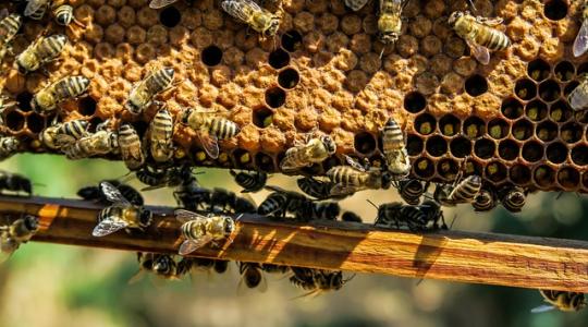 A növényvédő szerektől butulnak a méhek 