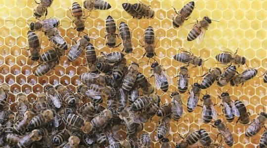 Augusztus 3-ig igényelhető a méhanya-támogatás! 