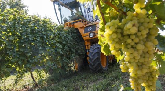 450 ezer tonna, kiváló minőségű szőlőtermés várható