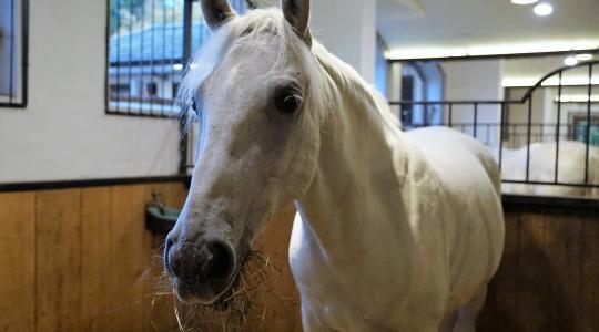 Hamarosan megnyílik Szilvásváradon a lipicai lovasközpont