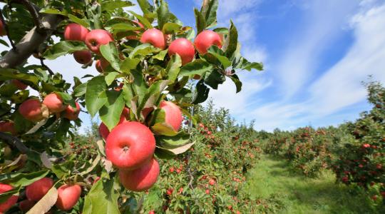 Várhatóan 700-750 ezer tonna alma terem idén