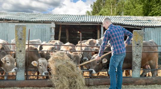 2020 után is megmarad a szarvasmarha-ágazat támogatása