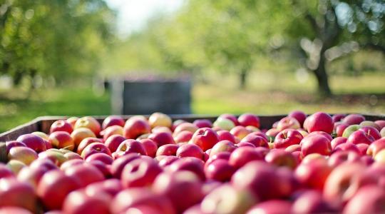Az ipari alma alacsony ára súlyos gondot jelent a termelőknek