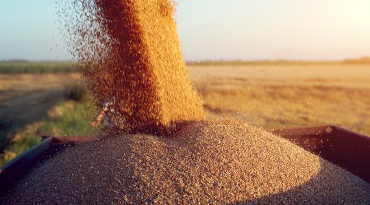 Az európai gyengébb termés fellendíti az ukrán kukorica- és búzaexportot