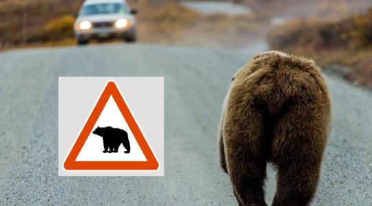 Medvék Erdélyben: kilőtték a veszélyes jószágokat – mindeközben gázolások egy autópályán