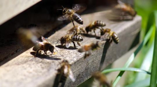 Az új peszticid éppúgy árthat a méheknek, mint azok, amelyek helyettesítésére szánták