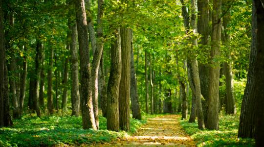 Módosult az erdőterületeknek nyújtott kompenzációs kifizetések pályázat