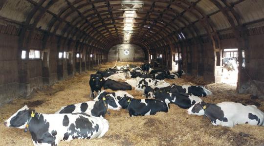 Így növelhető a tejtermelő gazdaságok termelékenysége