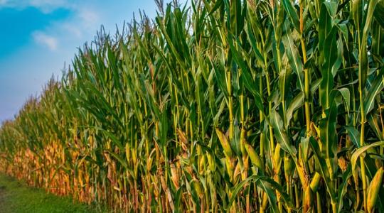 Kukorica: Jó árakra és erős versenytársakra számíthatunk