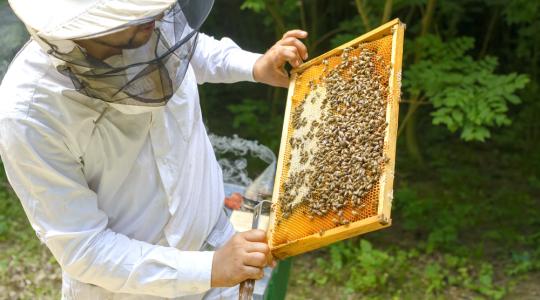 Magyarország a mostanihoz hasonló összefogással piacbefolyásoló tényező lehet a mézpiacon