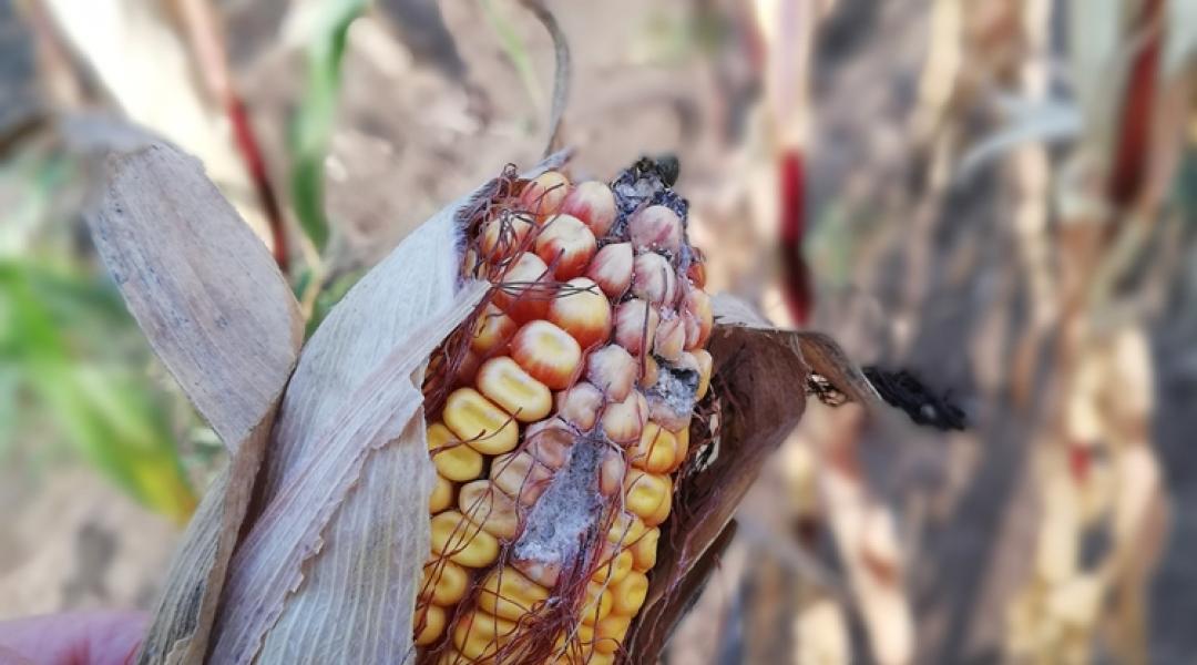 Növényvédelmi előrejelzés: A lehűlés nem segített a kukoricának