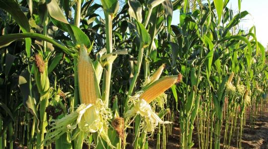 Rekordközeli kukoricatermésre számíthatunk – hogyan reagál erre a piac?