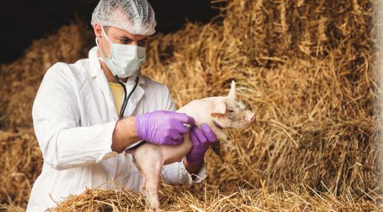 Átértékelődött az állatorvosok szerepe az elmúlt évtizedekben