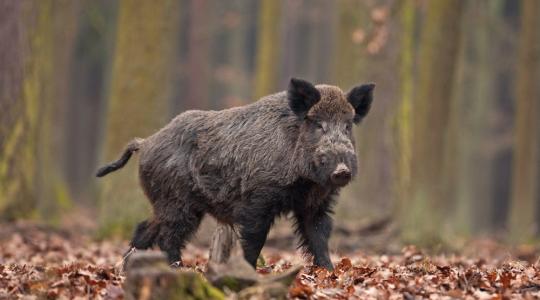 A francia gazdák megelégelték, hogy a vaddisznók komoly károkat okoznak nekik