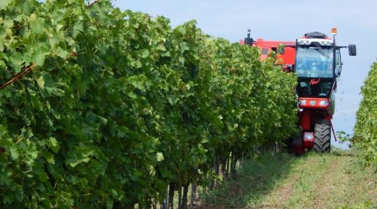 Veszteséges a szőlőtermelés a Balaton-felvidéken