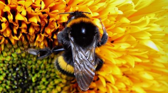 A méhek rá is szokhatnak a peszticidekre, mint a kábítószerre