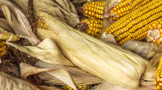 Nagy a világpiaci kereslet a kukorica iránt, ezért a verseny is hatalmas