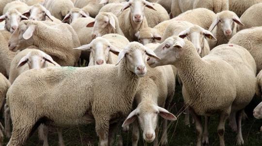 Újraindulhat a szarvasmarhák és juhok exportja Törökországba