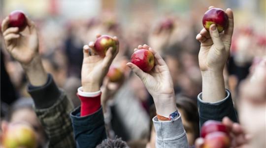 A magyar almatermelés jövője az összefogáson múlik