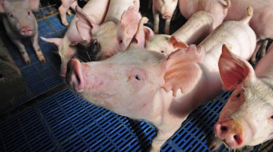 Tizenegy ország tiltotta ki a belga sertéshúst 