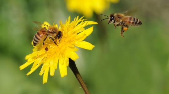 Nem tudni, hogy a glifozát felel-e a méhpusztulásokért