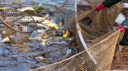 Megkezdődnek az őszi lehalászások a tógazdaságokban