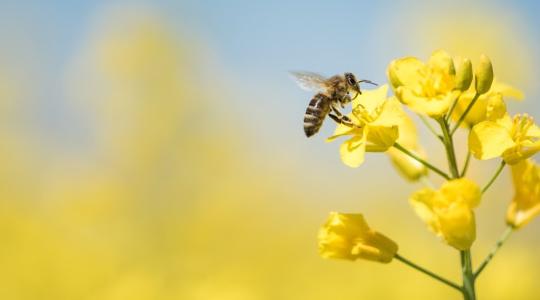 Melegítéssel is védekezhetünk a méheket tizedelő varroa atka ellen