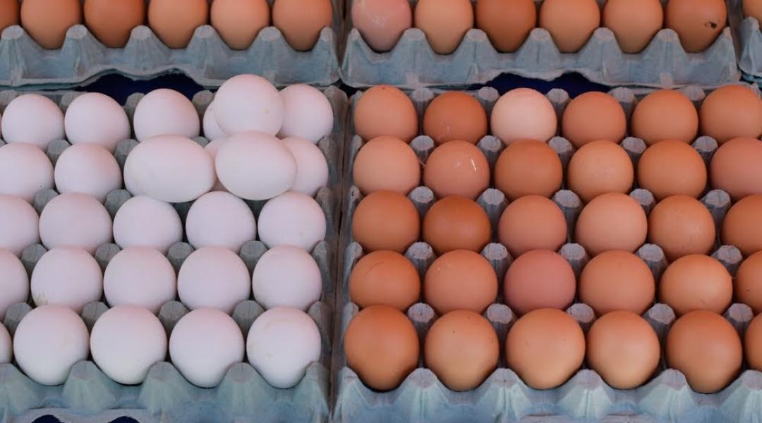 Idén 20 százalékkal nőtt a tojástermelés