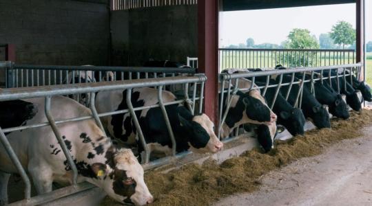 57 milliárd forint jut a tejtermelő gazdaságoknak 