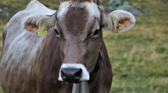 A svájci gazdák kisebb és kevésbé éhes teheneket szeretnének