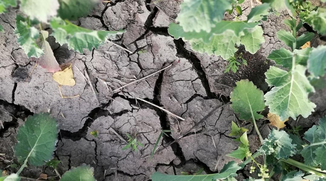 Növényvédelmi előrejelzés: Óriási károkat okoz a szárazság