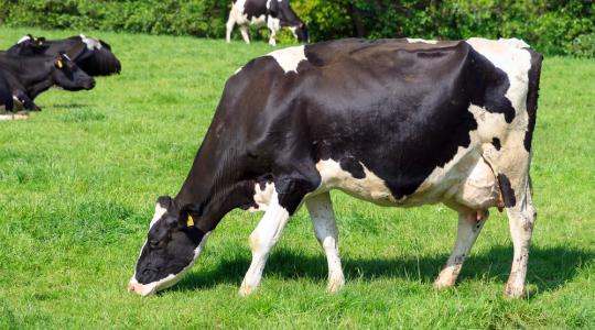 Figyelem! A tejágazat állatjóléti támogatottjainak ellenőrzése várható