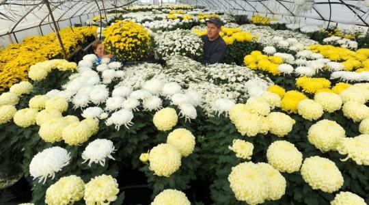 Virágtermesztők: A krizantém a legnépszerűbb, ám a termés csökkent idén