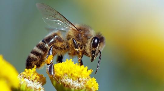 Gombák is segíthetnek a háziméhek egészségének javításában