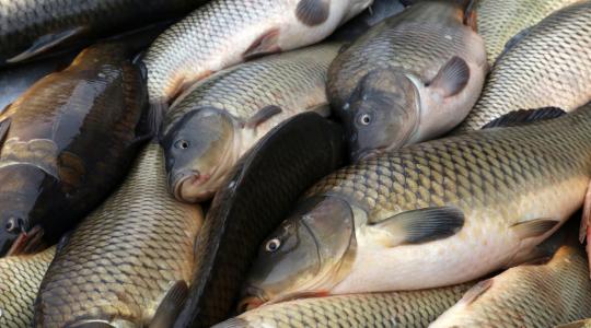 Horgász Szövetség: Kiváló a magyar hal minősége