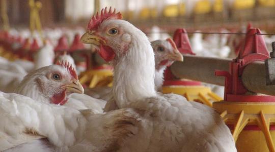 Az Európai Parlament korlátozni akarja az antibiotikumok állatgyógyászati alkalmazását