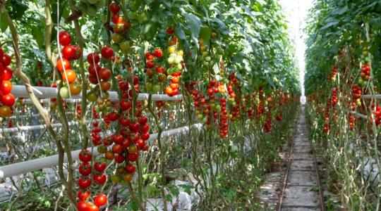 Hogyan lesz egy magyar kertészeti vállalkozás igazán sikeres? 