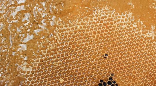 Nagy István: a tárca az idei évtől kiemelten támogatja a magyar méz előállítását