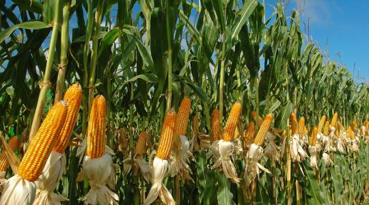 GMO: az élelmiszer-ellátás jövője vagy hatalmas kockázat?
