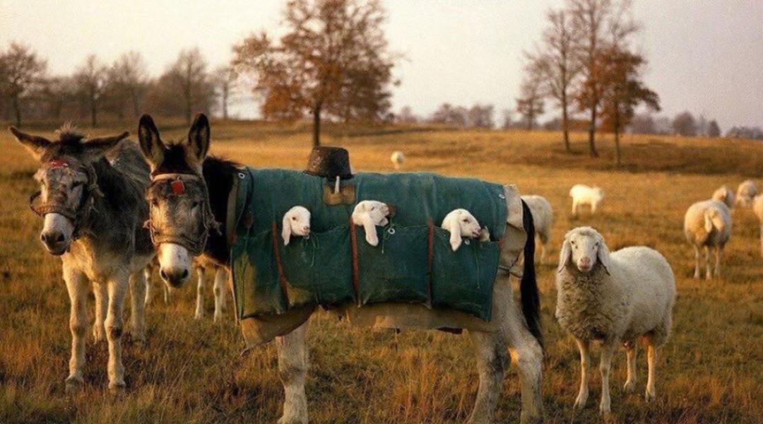 Így viszik le az újszülött bárányokat az alpesi legelőkről a völgybe