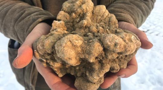 Több mint egy kilós szarvasgombát találtak Baranyában