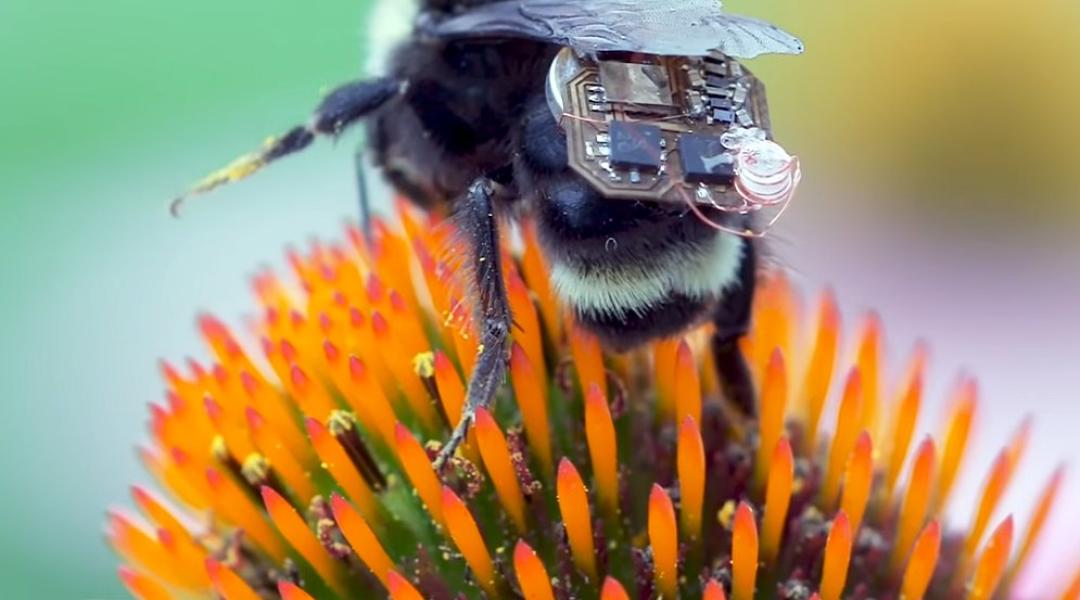 A méhekre kapcsolt apró hátizsákokkal figyelik meg a növények állapotát (VIDEÓ)