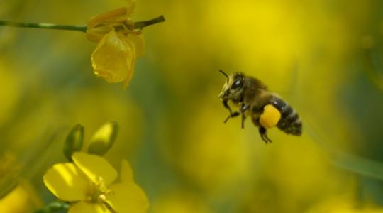 Hogyan védekezzünk a repcében hatékonyan, a méheket védve és megakadályozva a rezisztenciát? 